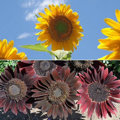 Ferry-Morse Sunsational Sunflower Bulk Flower Seeds, 1lb