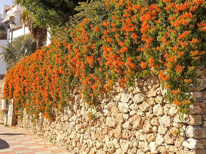Greenwood Nursery: Live Perennial Plants - Tangerine Beauty Vine + Bignonia Capreolata - [Qty: 3X Pint Pots] - (Click for Other Available Plants/Quantities)