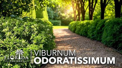 Viburnum Odoratissimum | 40 Live Plants | Viburnum odoratissimum | Fast Growing Privacy Hedge | Evergreen Screening Shrub