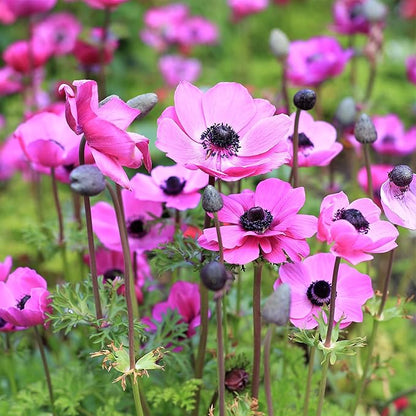 Easy to Grow Anemone Rosea - 20 Plant Bulbs, Bright Pink Flowers in Spring Outdoor, Full Sun