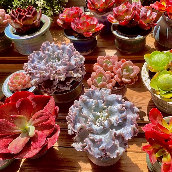 FWPP Echeveria 'Crispate Beauty' Live Succulent 3.5 Inch Potted Plant, Easy Care Indoor Houseplant, Real Succulent Gift for Home or Office Decor