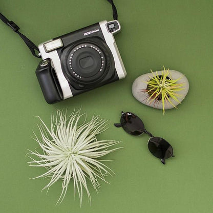 Large Tectorum Ecuador Air Plant - Live Tillandsia Succulent House Plants - Available in Wholesale and Bulk - Home and Garden Decor - Easy Care Indoor and Outdoor Plants (Large-1 PC)