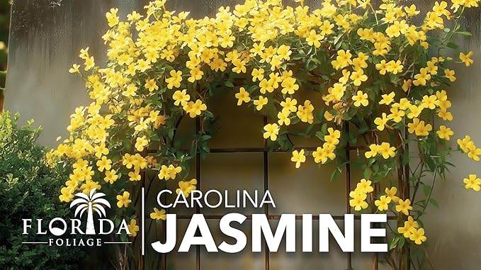 Carolina Jasmine | 3 Large Gallon Size Plants | Gelsemium sempervirens | Evergreen Climbing Vine | Yellow Flowering Landscape Plants