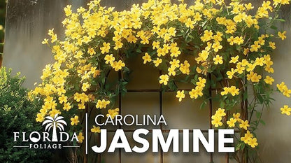 Carolina Jasmine | 3 Large Gallon Size Plants | Gelsemium sempervirens | Evergreen Climbing Vine | Yellow Flowering Landscape Plants