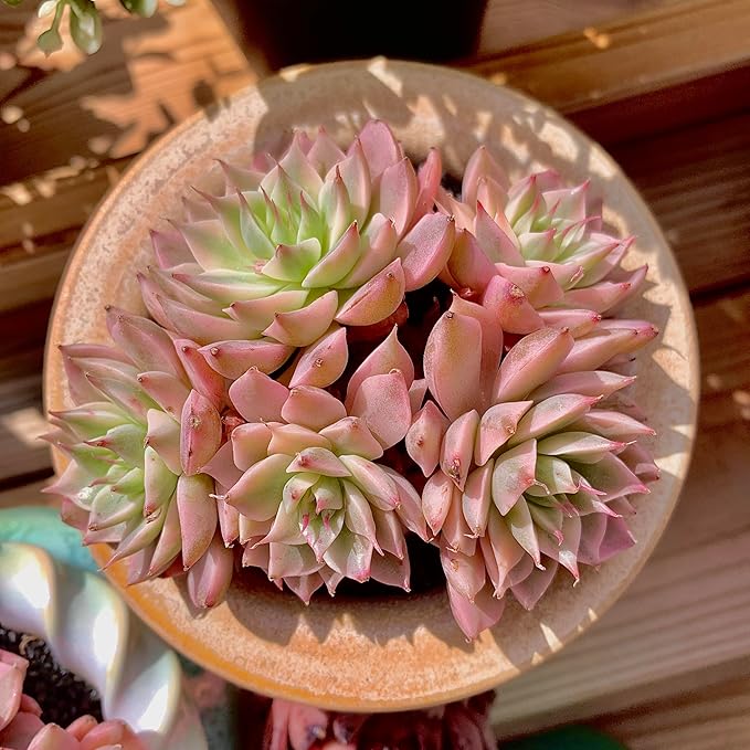 FWPP Succulents Live Echeveria Margaret,Pink Multi Headed Clustered Rare Plants,Bare Root Without Pot Soil,Indoor Live Succulent Plants are Suitable as Gifts and Decorations