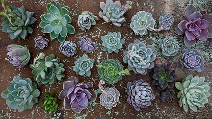 Espoma Organic Cactus Soil Mix 4qt Bag and Cactus! Liquid Plant Food Concentrate 8oz Bottle. Use for Cactus & Succulents - for Organic Gardening - Combo Pack