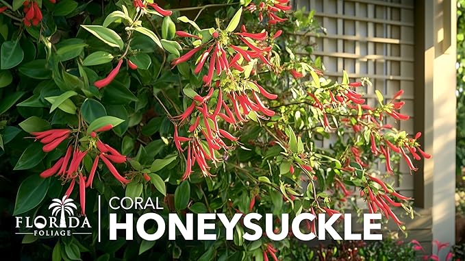 Coral Honeysuckle | 20 Live Plants | Lonicera Sempervirens | Attracts Hummingbirds, Red Trumpet Flowers, Fast Growing Vines, Low Maintenance, Long Blooming Season, Garden Climbing Vine