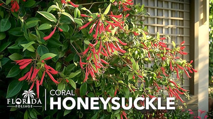 Coral Honeysuckle | 20 Live Plants | Lonicera Sempervirens | Attracts Hummingbirds, Red Trumpet Flowers, Fast Growing Vines, Low Maintenance, Long Blooming Season, Garden Climbing Vine