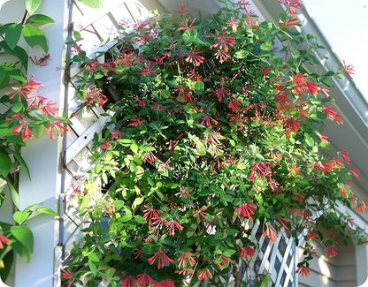Coral Honeysuckle | 20 Live Plants | Lonicera Sempervirens | Attracts Hummingbirds, Red Trumpet Flowers, Fast Growing Vines, Low Maintenance, Long Blooming Season, Garden Climbing Vine