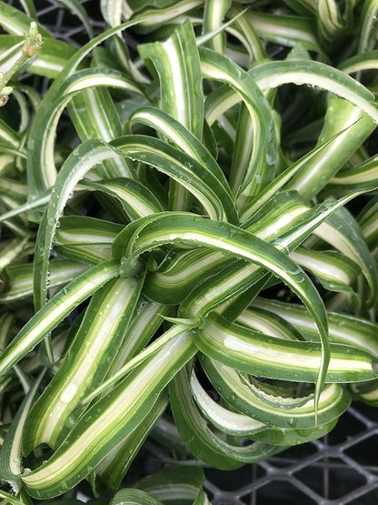 Spider Plant Live houseplant - Bonnie Curly Variety, Air-Purifying, Low Maintenance, Perfect for Home and Office Décor, Chlorophytum comosum, Easy Care Starter Plants
