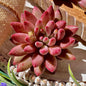 Live Echeveria ‘Cherry’ Succulent – Rare Bare Root Succulent Plant, Easy to Grow Indoor Houseplant, Home Décor & Gift Idea