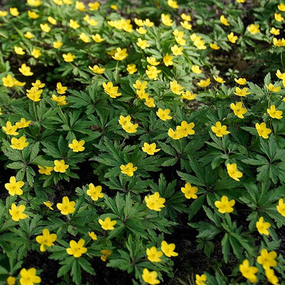 Easy to Grow Eranthis Winter Aconite 30 Plant Bulbs - Yellow Flowers in Late Winter to Spring, Full to Partial Sun Outdoor Zones 4-9