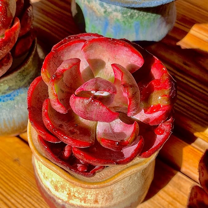 FWPP Cotyledon orbiculata ‘Variegated Heart of Moon’Live Succulent Plant in 2 Inch Pot, Red-Edged Variegated Leaves, Fully Rooted Easy Care Houseplant, Great Gift for Plant Lovers & Indoor Decor