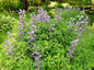 Greenwood Nursery: Live Perennial Plants - Blue False Indigo + Baptisia Australis - [Qty: 10x Pint Pots] - (Click for Other Available Plants/Quantities)