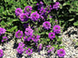 Greenwood Nursery: Live Perennial Plants - 'Homestead Purple' + Verbena Canadensis - [Qty: 1x Pint Pot] - (Click for Other Available Plants/Quantities)