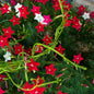 Outsidepride Mixed Cypress Vine Seeds - 200 Pcs Annual Flower Seeds with Nectar-Rich, Star-Shaped Flowers & Feathery, Fern-Like Leaves for Fences, Trellises, Pergolas & Vertical Gardens