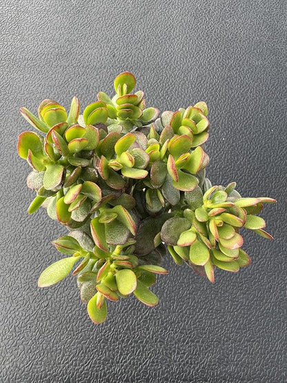 Dwarf Jade with White Stripe Pot, Live Crassula Ovata Crosby's Compact, Rare Cute Succulent Plant in 4" Planter, Home Office Décor