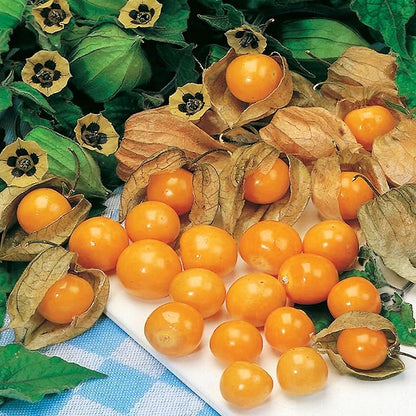 Seeds Cape Gooseberry Peruvian Groundcherry - Orange Physalis - Heirloom Fruit - GMO Free
