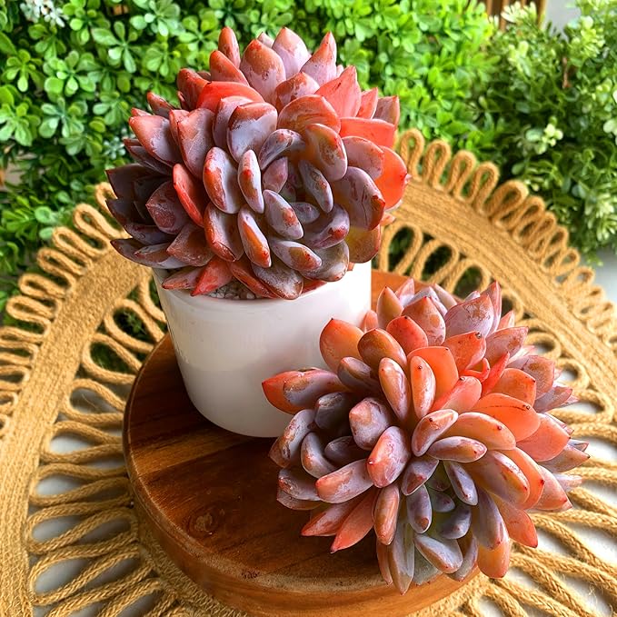 FWPP Succulent Plants Live Echeveria Orange Monroe,3-4 Head 3.5 inches Pink Mini Plants,Bare Root Without Pot Soil Live Plants,Wedding Garden Indoor House Baby Shower Decor Friend Plant Lover Gift