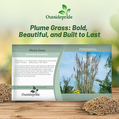 Outsidepride Erianthus Ravennae Plume Grass Seed - 500 Pcs Perennnial Hardy, Giant Ornamental Grass Seeds with Arching Gray-Green Leaves & Cream Plumes for Pampas Substitute