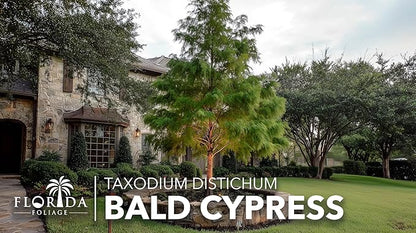Bald Cypress | 10 Live Trees | Taxodium Distichum | Fast Growing Shade Tree Wet Tolerant