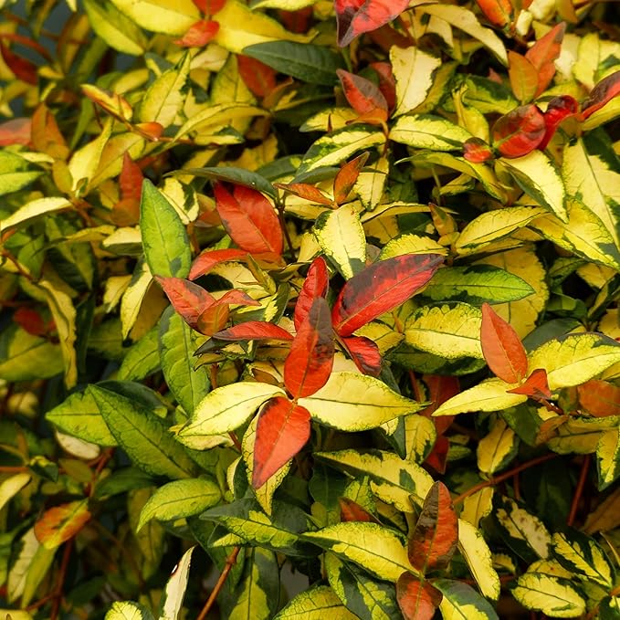 Jasmine Summer Sunset - 20 Live Plants - Trachelospermum Asiaticum - Colorful Groundcover Vine