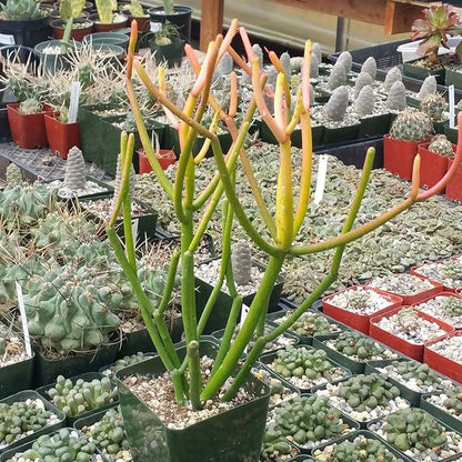 Pencil Cactus - Live Plant in a 4 Inch Pot - Euphorbia Tirucalli - Beautiful Indoor Succulent Houseplant