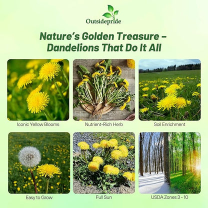 Outsidepride Dandelion Seeds for Planting - 10,000 Seeds Perennial, Easy to Grow & Drought Tolerant, Taraxacum Officinale Herb Seeds with Yellow Blooms for Edible Landscaping & Wildlife Attraction