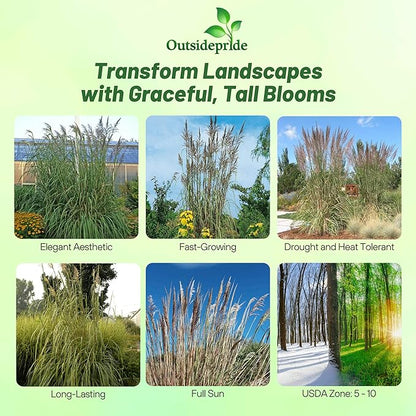 Outsidepride Erianthus Ravennae Plume Grass Seed - 500 Pcs Perennnial Hardy, Giant Ornamental Grass Seeds with Arching Gray-Green Leaves & Cream Plumes for Pampas Substitute