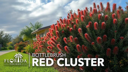 Bottlebrush Red Cluster | 3 Live 4 Inch Plants | Callistemon | Drought Tolerant Shrub, Evergreen Foliage, Vibrant Red Blooms, Low Maintenance Plant, Attracts Hummingbirds, Landscaping