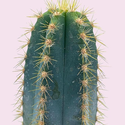 BubbleBlooms Blue Columnar Cactus, Pilosocereus pachycladus Cacti, Column Blue Torch, in a 4 inch Pot