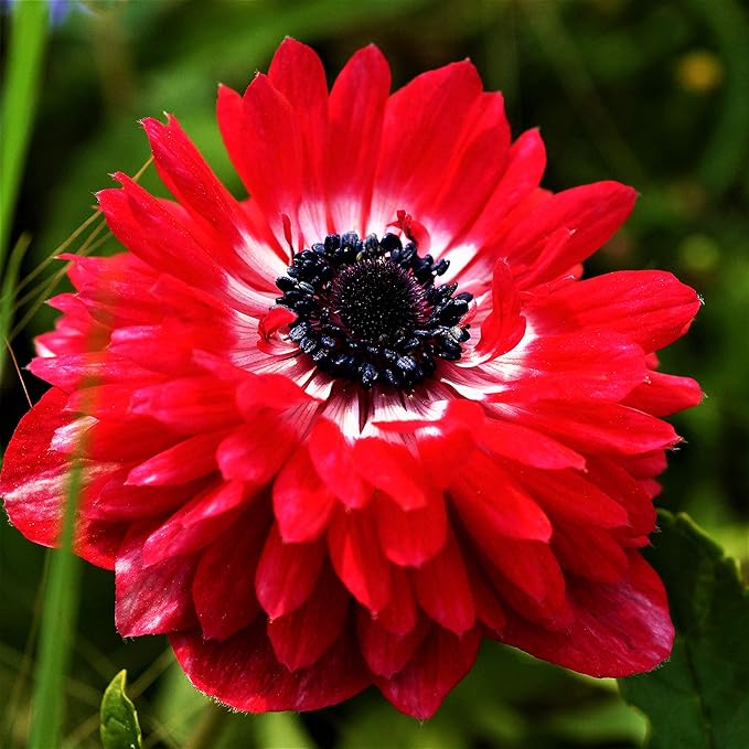 Easy to Grow Anemone The Governor 20 Plant Bulbs - Bright Red Flowers in Spring Outdoor, Full Sun