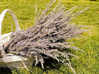 Greenwood Nursery: Live Perennial Plants - Grosso Lavender + Lavandula x Intermedia - [Qty: 10x 3.5 Pots] - (Click for Other Available Plants/Quantities)