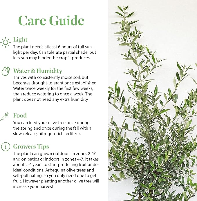 American Plant Exchange Arbequina Olive Tree – Live 7.5-Inch Pot, Fruit Bearing Tree, Cold Hardy Edible Variety for Containers, Patios, and Mediterranean-Inspired Gardens