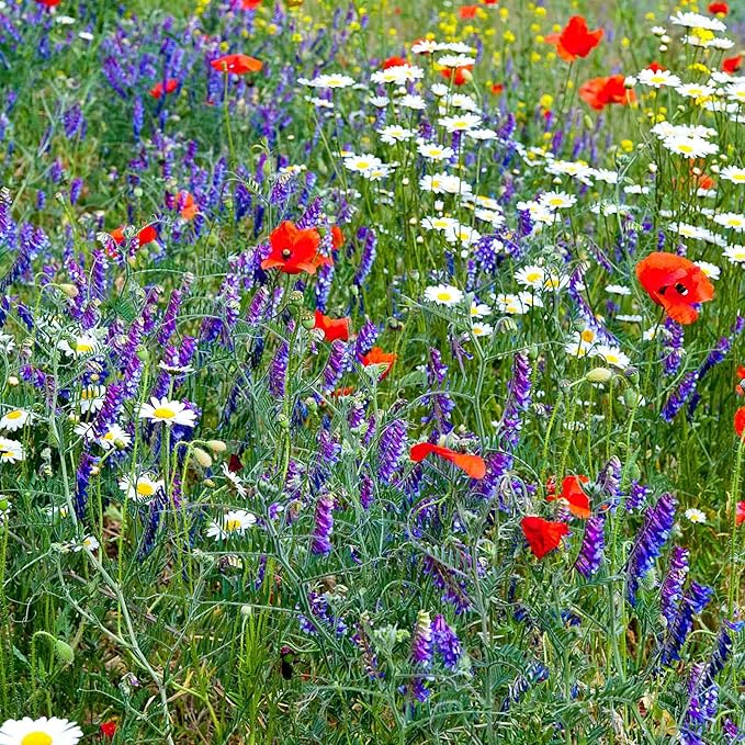 Wildflower Seed Bulk, 3 Oz. (80,000+ Seeds) – 19 Non-GMO Flower Seeds for Shade, Annual & Perennial Wild Flowers Mix for Partial Shade – Shade Tolerant by Mountain Valley Seed