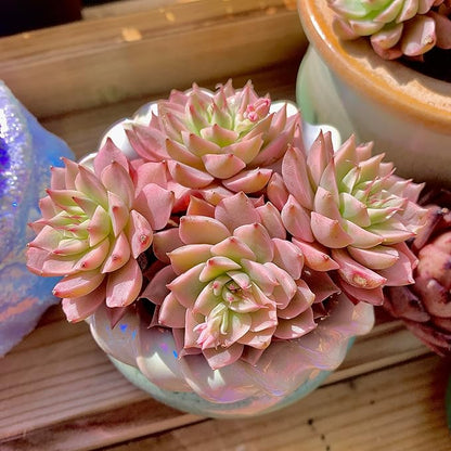FWPP Succulents Live Echeveria Margaret,Pink Multi Headed Clustered Rare Plants,Bare Root Without Pot Soil,Indoor Live Succulent Plants are Suitable as Gifts and Decorations