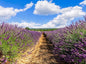 Greenwood Nursery: Live Perennial Plants - Grosso Lavender + Lavandula x Intermedia - [Qty: 10x 3.5 Pots] - (Click for Other Available Plants/Quantities)