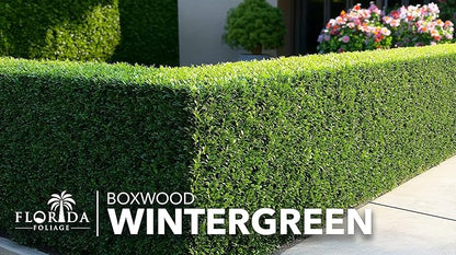 Wintergreen Boxwood | 10 Live Plants | Buxus Microphylla | Evergreen Shrub, Dense Foliage, Formal Garden, Low Maintenance, Privacy Hedge, Year-Round Interest, Landscaping Shrub