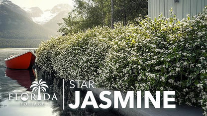 Star Jasmine | 40 Live Plants | Trachelospermum Jasminoides | Fragrant Blooming Evergreen Vine, Low Maintenance, Climbing, White Flowers, Attracts Pollinators, Drought Tolerant