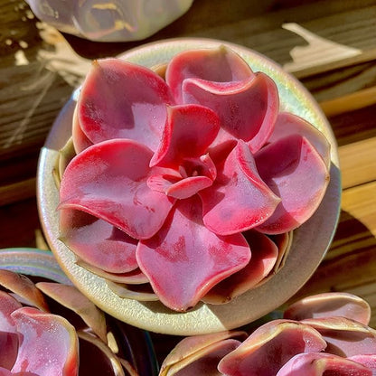 Echeveria Rainbow Variegated Rare Live Succulent Plants, Pink 1 Head 3.5" Live Plant, Package Without Pot & Soil, Garden Indoor Office Desk, Wedding Party Baby Shower Decoration, Friend Lovers Gifts