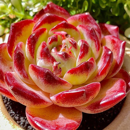 Echeveria Daredevil Rare Live Succulent Plants, Red 1 Head 2.5" Live Plant, Package Without Pot Soil, Garden Indoor Office Desk, Wedding Party Baby Shower Decoration, Friend Plant Lovers Gifts