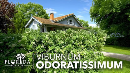 Viburnum Odoratissimum | 40 Live Plants | Viburnum odoratissimum | Fast Growing Privacy Hedge | Evergreen Screening Shrub