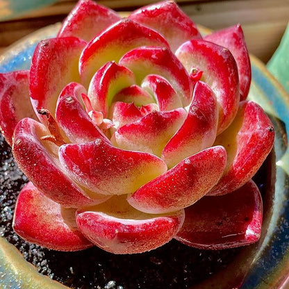 Echeveria Daredevil Rare Live Succulent Plants, Red 1 Head 2.5" Live Plant, Package Without Pot Soil, Garden Indoor Office Desk, Wedding Party Baby Shower Decoration, Friend Plant Lovers Gifts