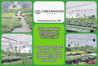 Greenwood Nursery: Live Perennial Plants - 'Kirigami' Red & White Columbine + Aquilegia caerulea - [Qty: 1x Pint Pot] - (Click for Other Available Plants/Quantities)