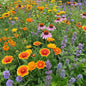 Ferry-Morse Honey Bee Mix Bulk Flower Seeds, 1lb