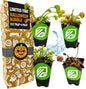 Venus Fly Trap Bundle - Akai Ryu (Red Dragon), King Henry, Dente & Original Carnivorous Plants by Wellspring Gardens - Indoor Starter Live Plants - Unique & Rare Fly Traps - Ideal for Halloween Decor