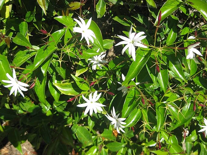 Star Jasmine - 10 Live Plants - Jasminum Nitidum - Fragrant Blooming Evergreen Vine