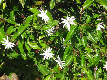 Star Jasmine - 10 Live Plants - Jasminum Nitidum - Fragrant Blooming Evergreen Vine