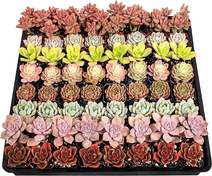 Live Succulents Plants Mystery Pack - Variety of Well Rooted Plants in 2 Inch Pots - Real, Small, Assorted Houseplants for Indoor, DIY, Home Decor, Wedding, or Birthday Gifts (64 Pack)