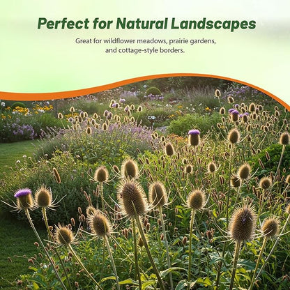 Outsidepride Teasel Seeds - 2000 Pcs. Biennal, Low Maintenance & Drought Tolerant, Flower Seeds for Planting Tall, Comb-Like Lilac Blooms for Cut Flower Arrangements & Pollinator Gardens
